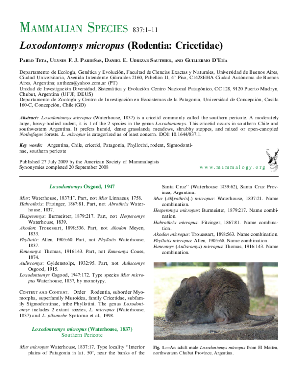 (PDF) Loxodontomys micropus (Rodentia Cricetidae) Daniel Sauthier
