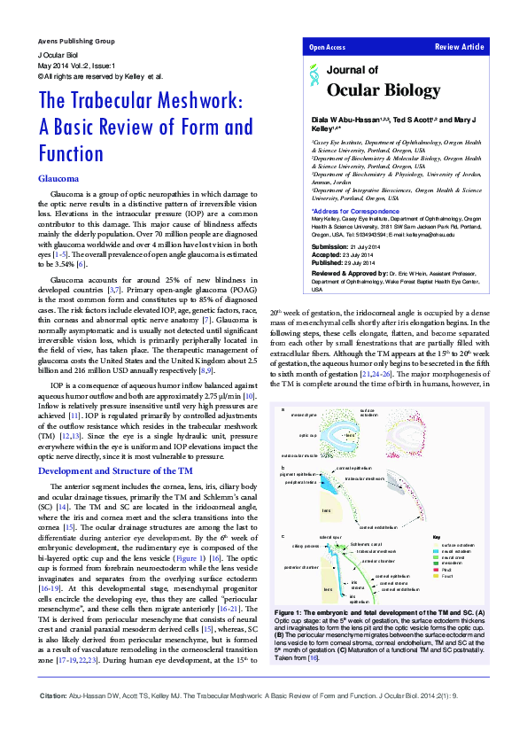 (PDF) The Trabecular Meshwork: A Basic Review of Form and Function
