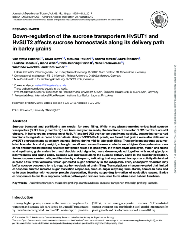 Down-regulation of the sucrose transporters HvSUT1 and HvSUT2 affects sucrose homeostasis along its delivery path in barley grains