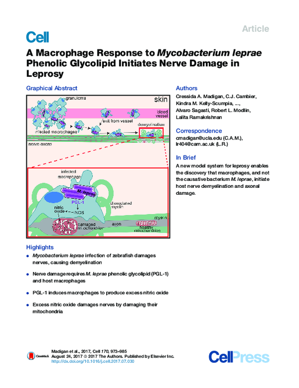 (PDF) A Macrophage Response to Mycobacterium leprae Phenolic Glycolipid