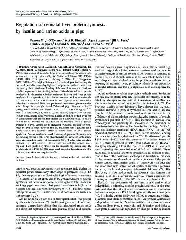 (PDF) Regulation of neonatal liver protein synthesis by insulin and ...