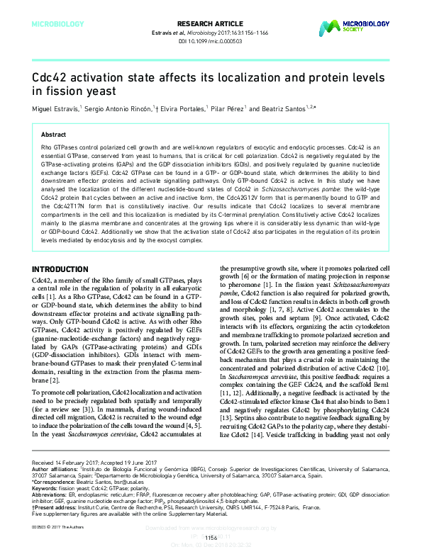 (PDF) Cdc42 activation state affects its localization and protein ...