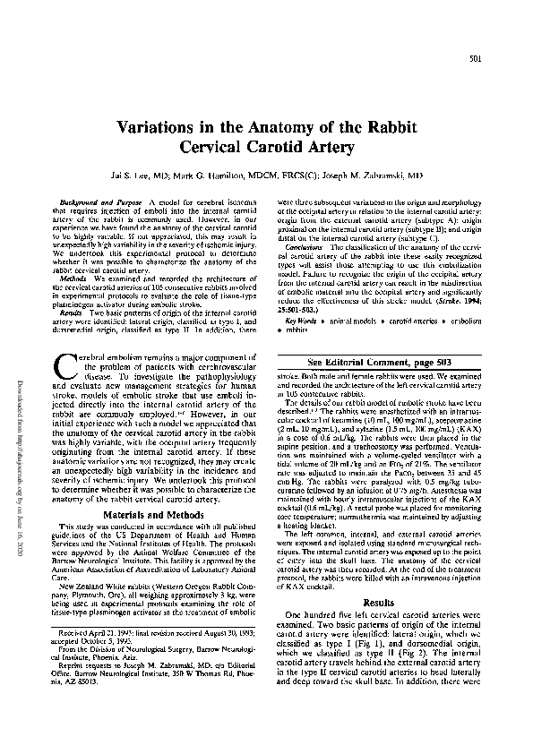 (PDF) Variations in the anatomy of the rabbit cervical carotid artery