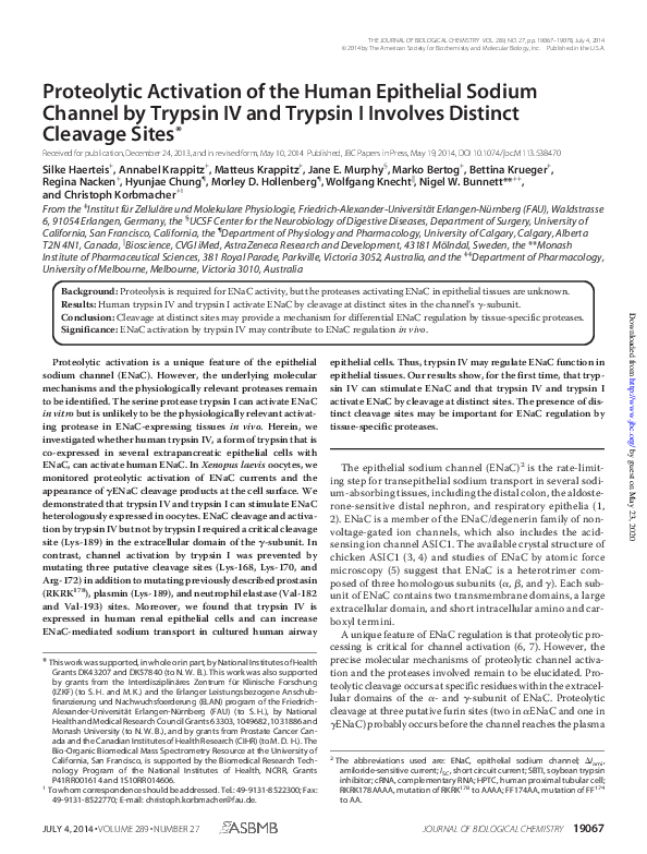 (PDF) Proteolytic activation of the human epithelial sodium channel by ...