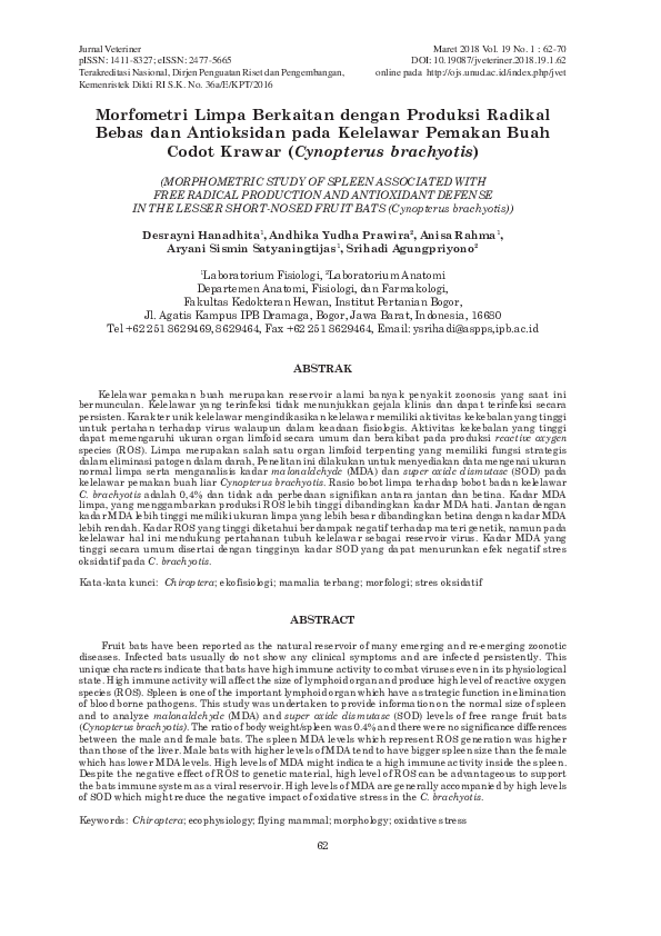 (PDF) Morfometri Limpa Berkaitan dengan Produksi Radikal Bebas dan ...