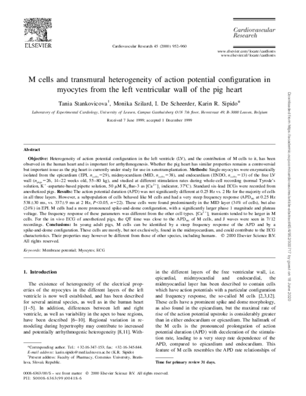 (PDF) M cells and transmural heterogeneity of action potential ...