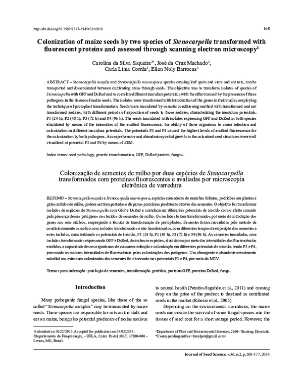 (PDF) Colonization of maize seeds by two species of Stenocarpella ...