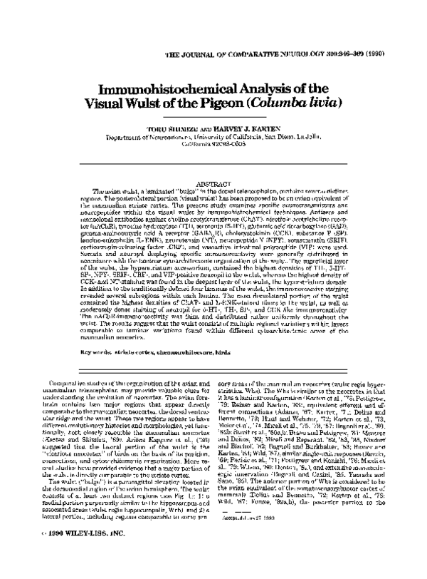 (PDF) Immunohistochemical analysis of the visual wulst of the pigeon ...