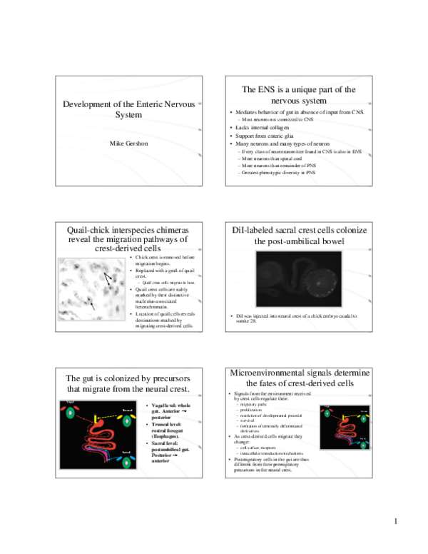 (PDF) Development of the enteric nervous system
