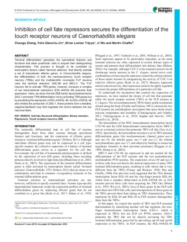 (PDF) ZAG-1 Modulates Touch Neuron Differentiation in C. elegans