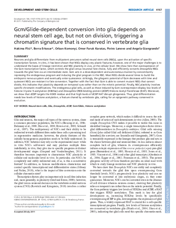 (PDF) Gcm/Glide-dependent conversion into glia depends on neural stem ...