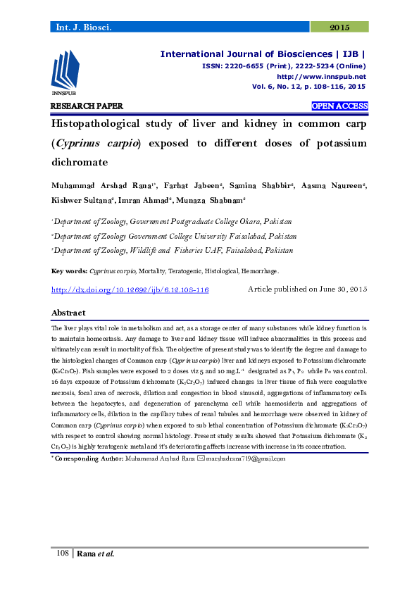 (PDF) Histopathological study of liver and kidney in common carp ...