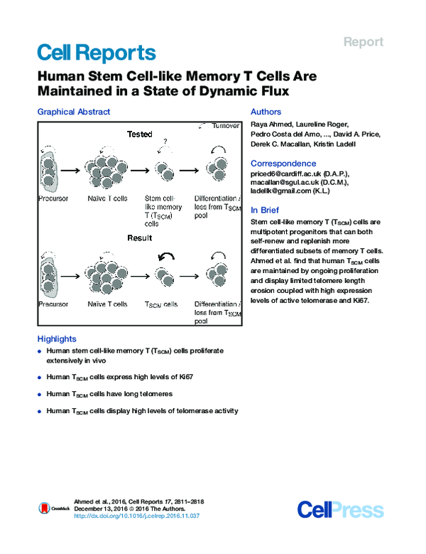 (PDF) Human Stem Cell-like Memory T Cells Are Maintained in a State of ...