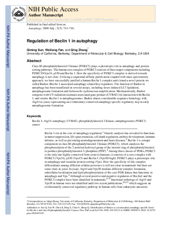 (PDF) Regulation of Beclin 1 in autophagy