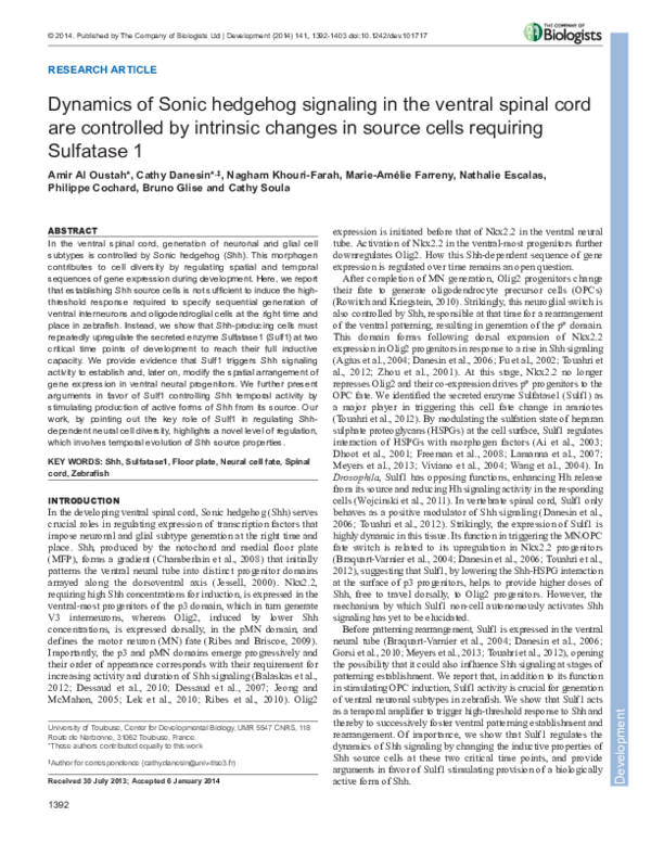 (PDF) Dynamics of Sonic hedgehog signaling in the ventral spinal cord ...