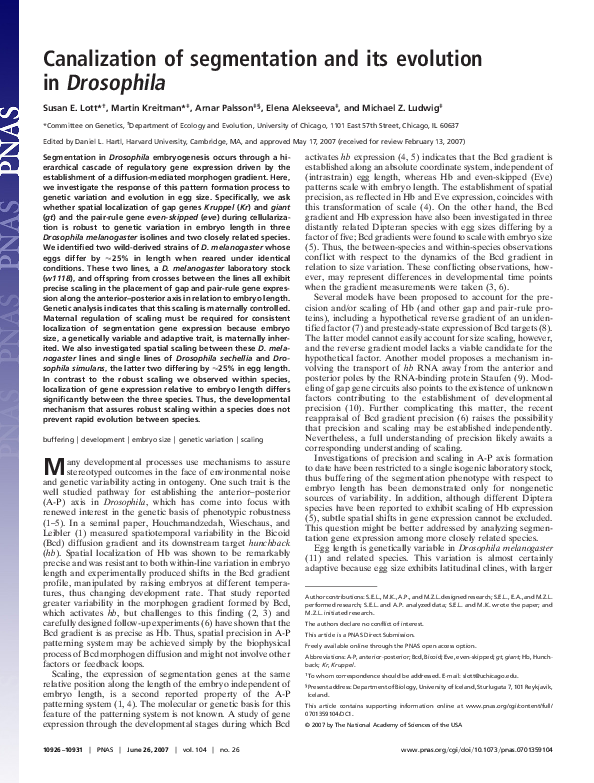 (PDF) Canalization of segmentation and its evolution in Drosophila