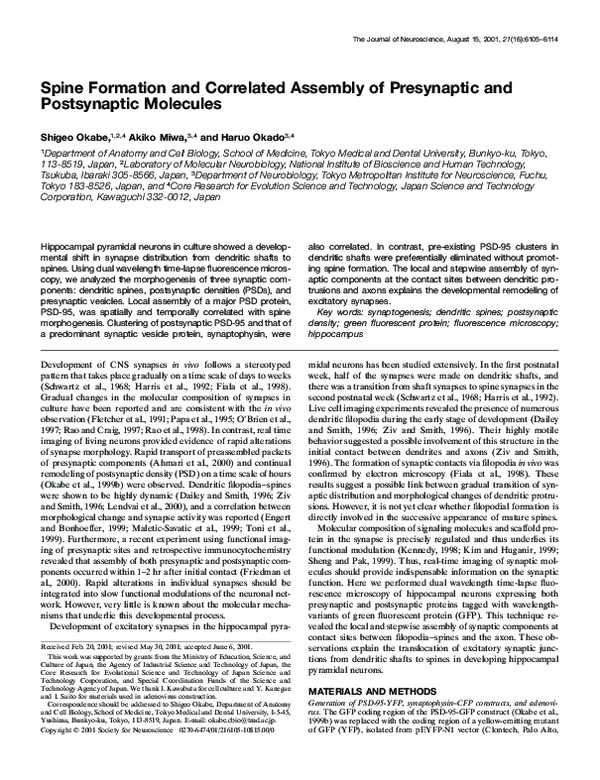 (PDF) Spine formation and correlated assembly of presynaptic and ...