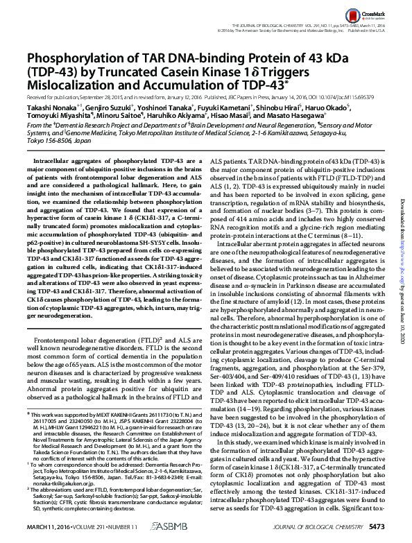 (PDF) Phosphorylation of TAR DNA-binding Protein of 43 kDa (TDP-43) by ...