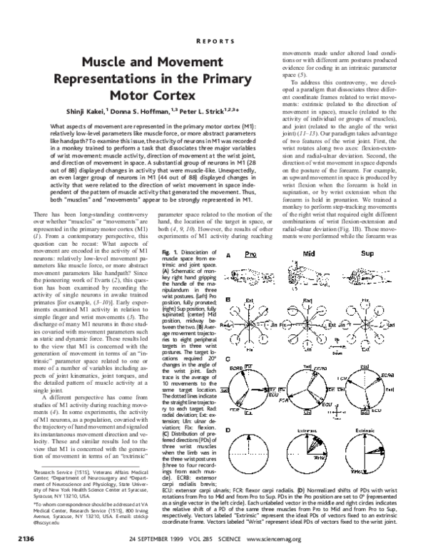 (PDF) Muscle and Movement Representations in the Primary Motor Cortex