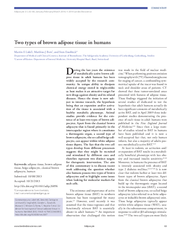 (PDF) Two types of brown adipose tissue in humans