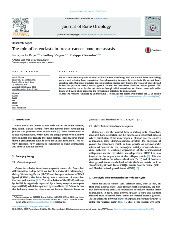 (PDF) The role of osteoclasts in breast cancer bone metastasis