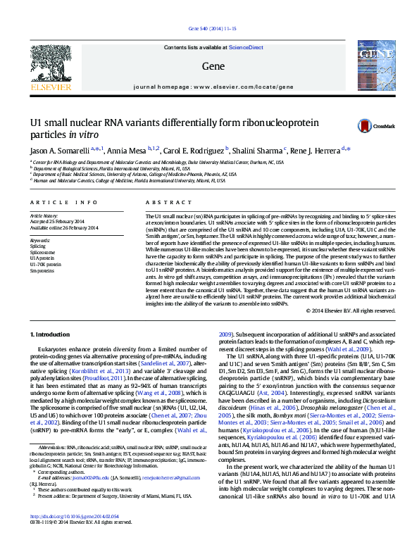 (PDF) U1 small nuclear RNA variants differentially form ...