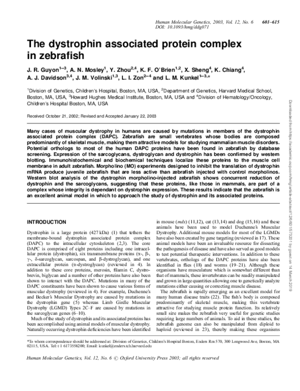 (PDF) The dystrophin associated protein complex in zebrafish