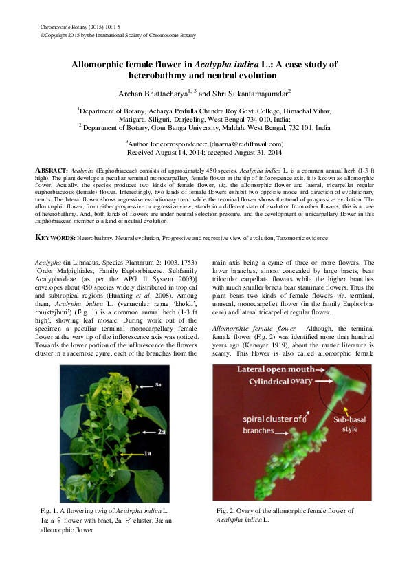(PDF) Allomorphic female flower in Acalypha indica L.: A case study of ...