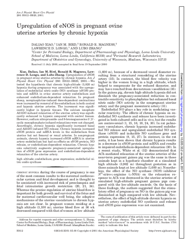 (PDF) Upregulation of eNOS in pregnant ovine uterine arteries by ...