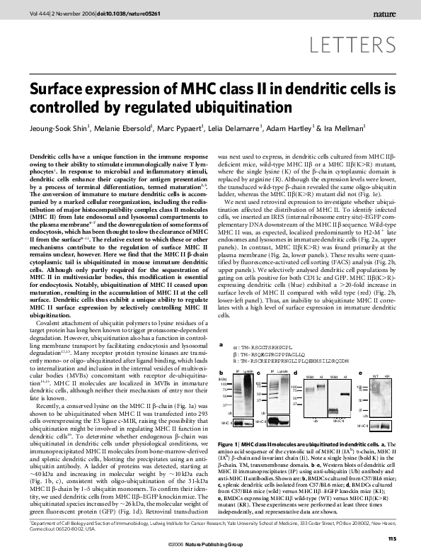 (PDF) Surface expression of MHC class II in dendritic cells is ...