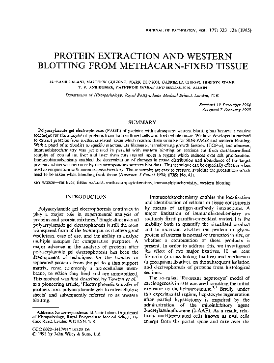 (PDF) Protein extraction and western blotting from methacarnfixed