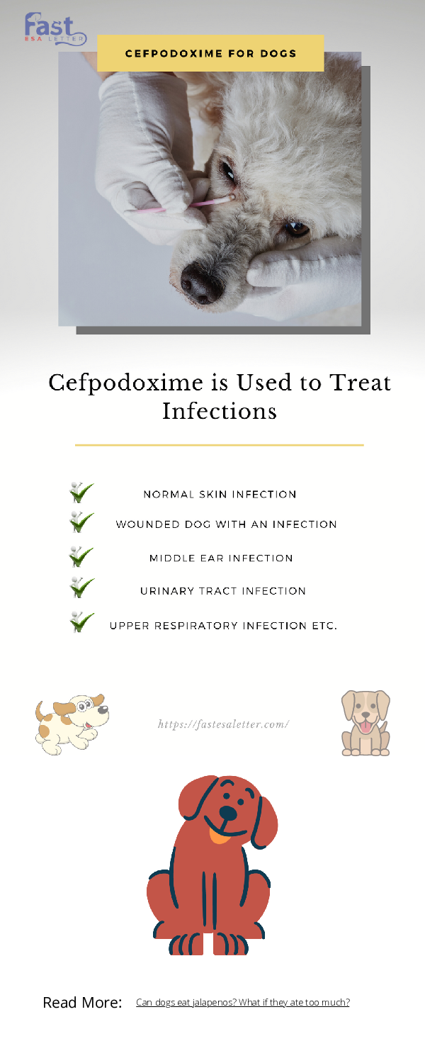 (PDF) Can dogs eat jalapenos? What if they ate too much Emotional