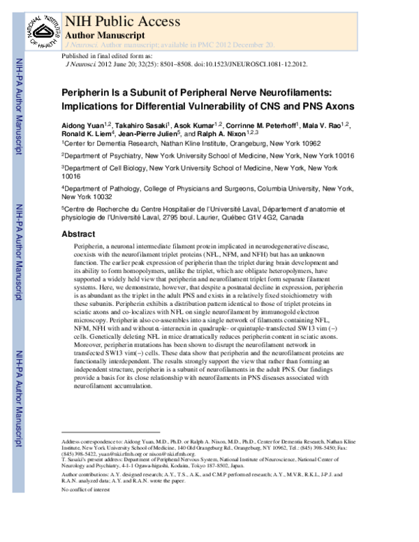 (PDF) Peripherin Is a Subunit of Peripheral Nerve Neurofilaments ...
