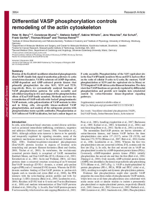 (PDF) Differential VASP phosphorylation controls remodeling of the ...