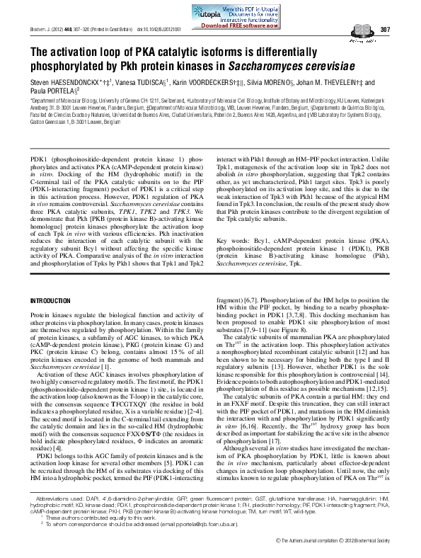 (PDF) The activation loop of PKA catalytic isoforms is differentially ...