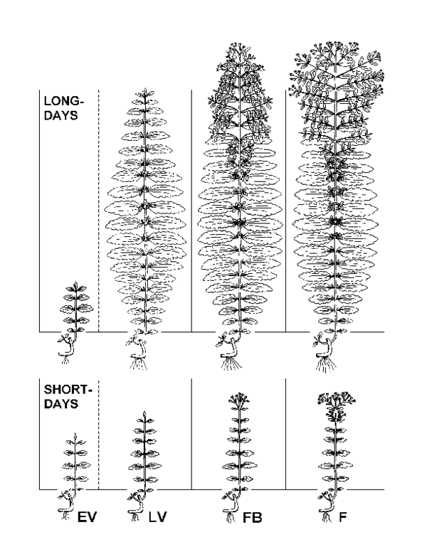 (PDF) Accumulation patterns - visualised