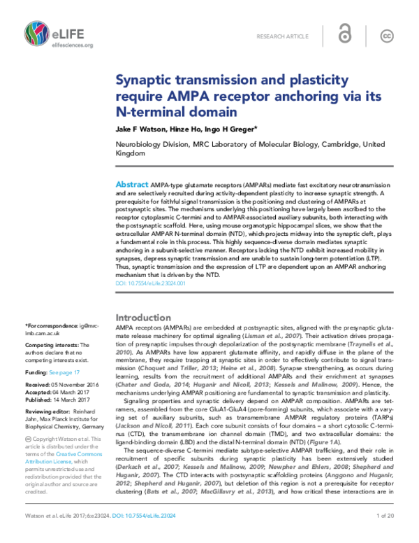 (PDF) Synaptic transmission and plasticity require AMPA receptor ...