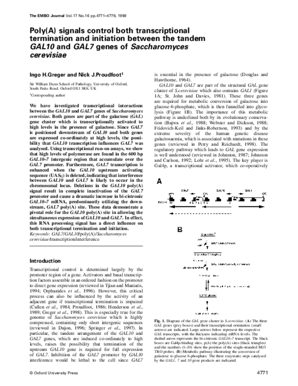 (PDF) Poly(A) signals control both transcriptional termination and ...