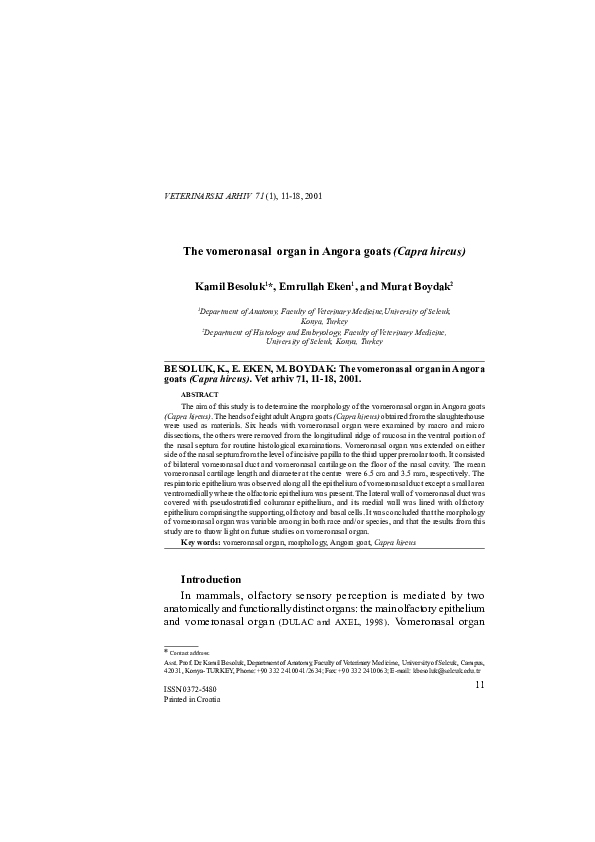 (PDF) The vomeronasal organ in Angora goats (Capra hircus)