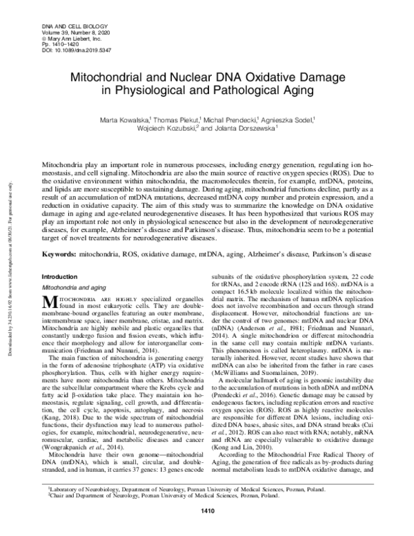 (PDF) Mitochondrial and Nuclear DNA Oxidative Damage in Physiological ...