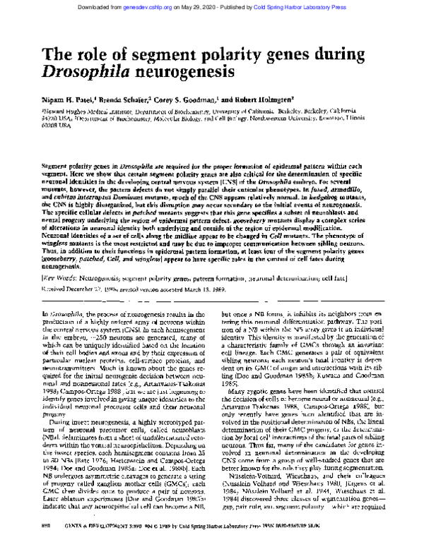 (PDF) The role of segment polarity genes during Drosophila neurogenesis