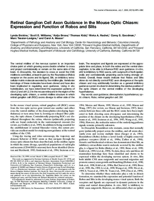 (PDF) Retinal Ganglion Cell Axon Guidance In the Mouse Optic Chiasm ...