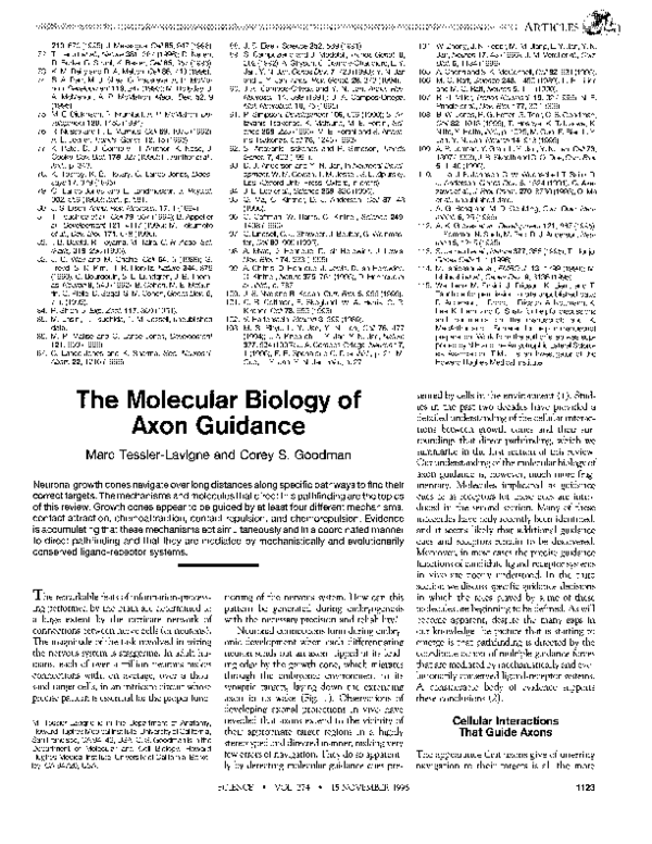 (PDF) The molecular biology of axon guidance