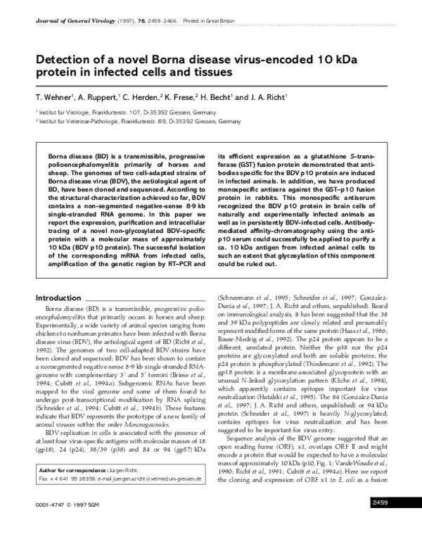 (PDF) Detection of a novel Borna disease virus-encoded 10 kDa protein ...
