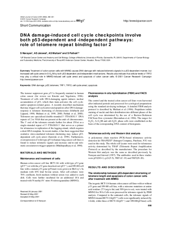 (PDF) DNA damage-induced cell cycle checkpoints involve both p53 ...