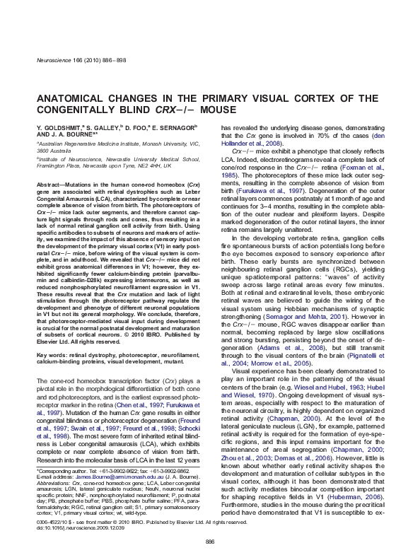 (PDF) Anatomical changes in the primary visual cortex of the ...