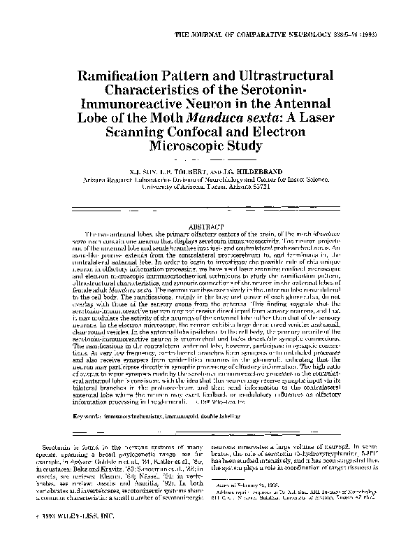(PDF) Ramification pattern and ultrastructural characteristics of the ...