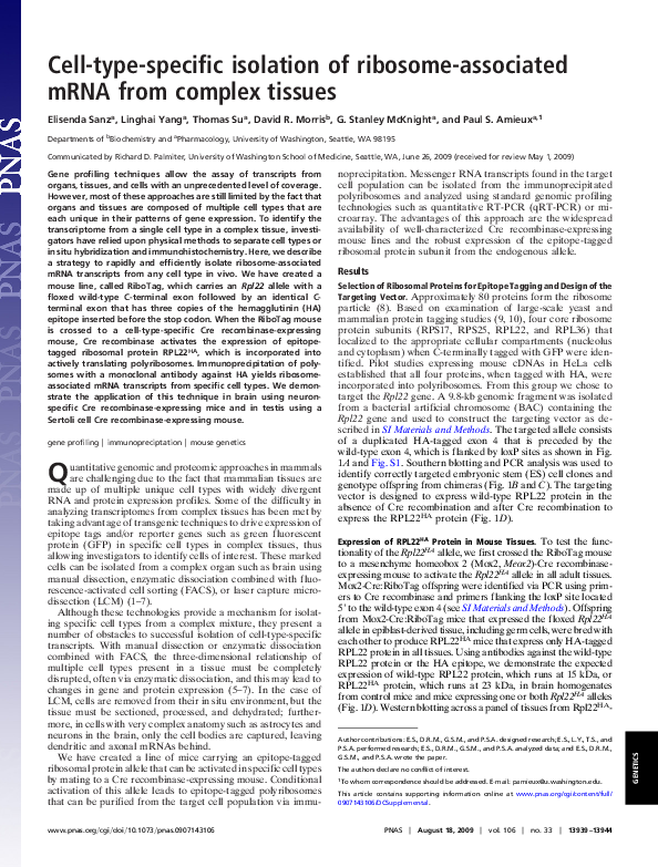 (PDF) Cell-type-specific isolation of ribosome-associated mRNA from ...