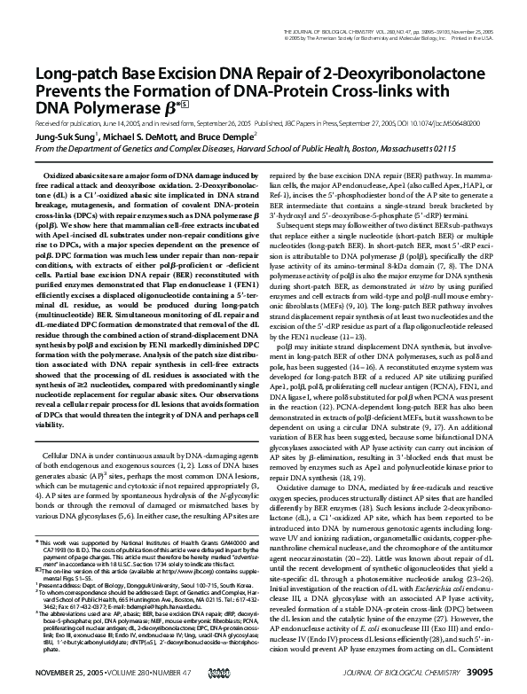 (PDF) Long-patch Base Excision DNA Repair of 2-Deoxyribonolactone ...