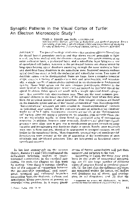 (PDF) Synaptic patterns in the visual cortex of turtle: An electron ...